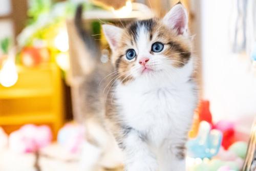 上目遣いの子猫