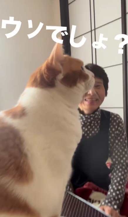 見つめる猫
