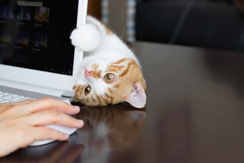 パソコン画面の裏からのぞきこむ猫