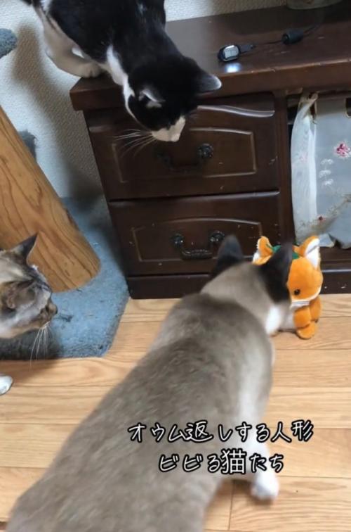 再び人形に近づく猫