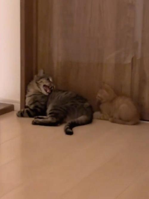 威嚇する成猫
