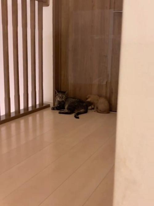 横になる成猫