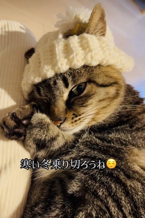 手作りニット帽をかぶってママの膝の上でくつろぐキジトラ猫