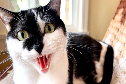 正面を見つめて怒っている猫