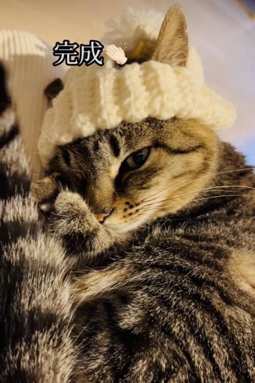 手作りニット帽をかぶってママの膝の上でくつろぐキジトラ猫