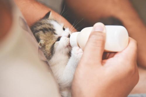ミルクをもらう子猫
