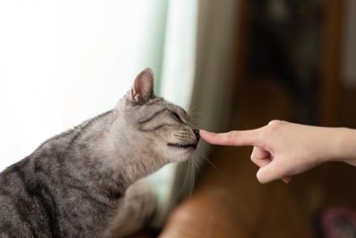 指に鼻先を近づける猫