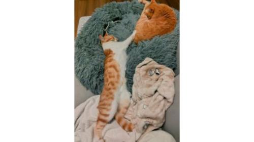 室内にいる猫たち