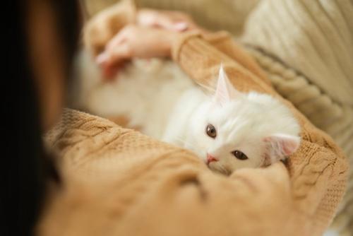 安心した顔の猫