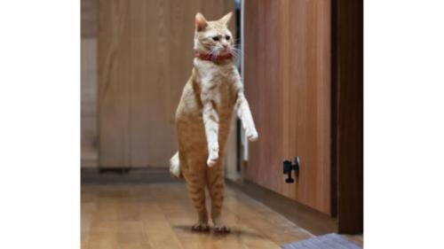 立っている猫