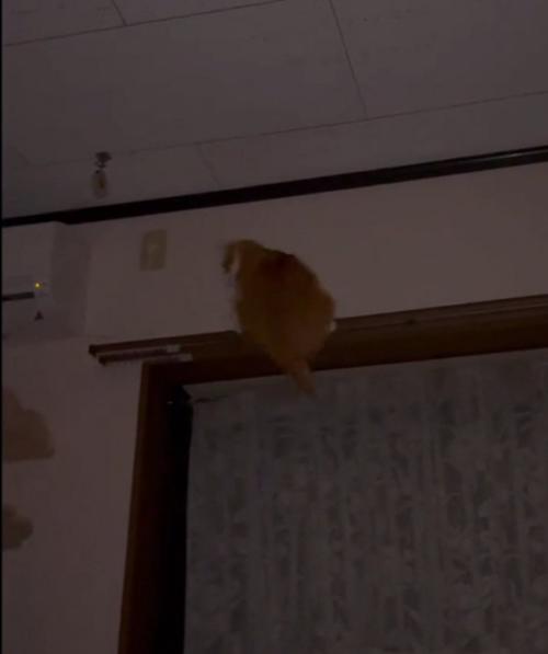 足を滑らせる猫