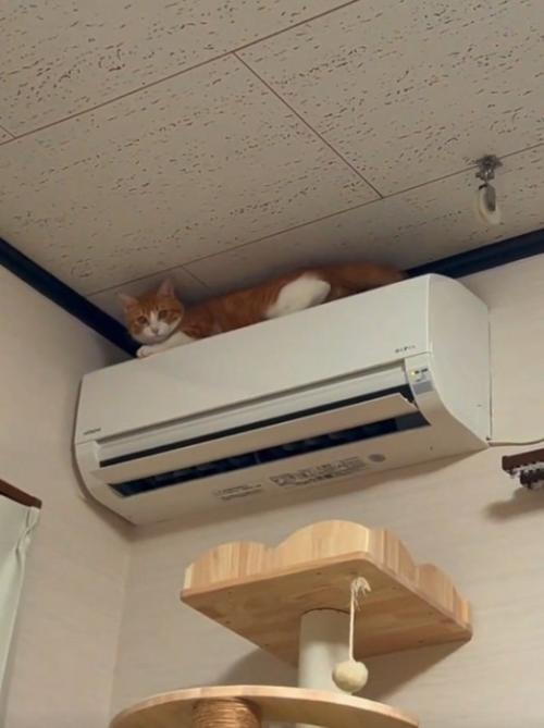 エアコンの上に乗る猫