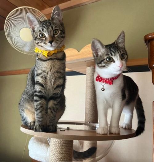 キャットタワーの上に座っている2匹の猫