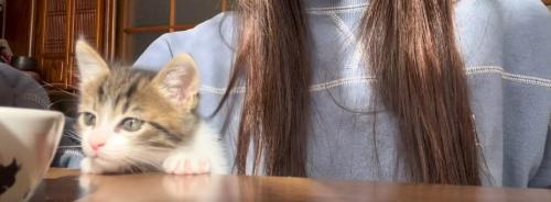 机の端から顔を出している子猫