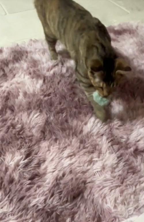 ボールを持ってくる猫