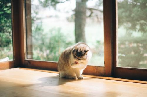 グルーミングする猫