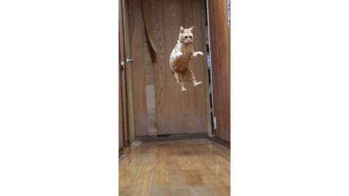 ジャンプした猫
