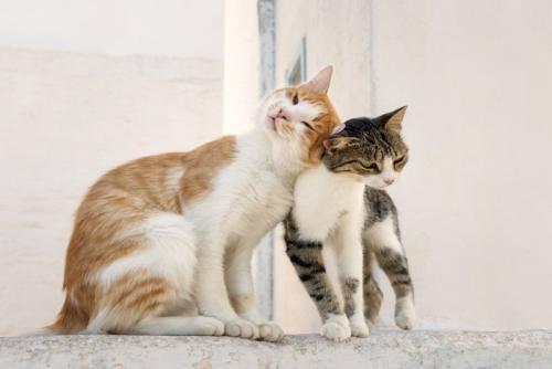 同居猫に頭をすりつける猫
