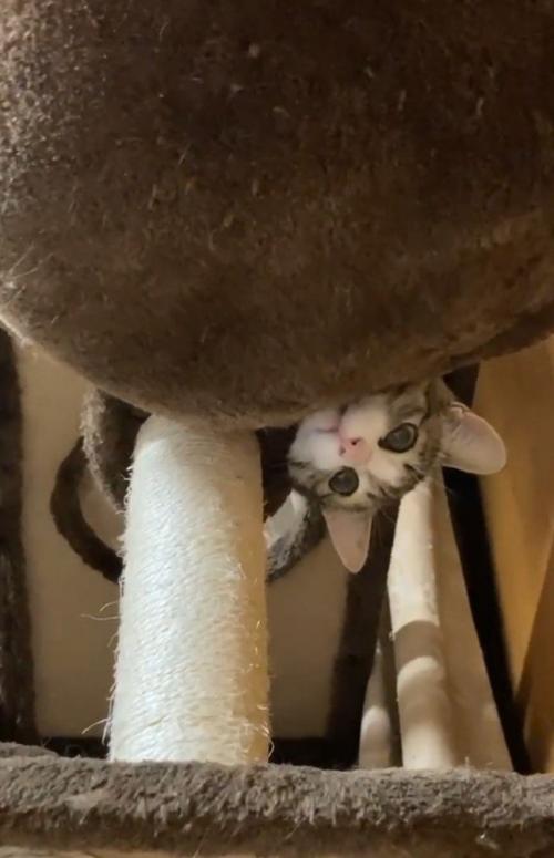 顔を出す猫2