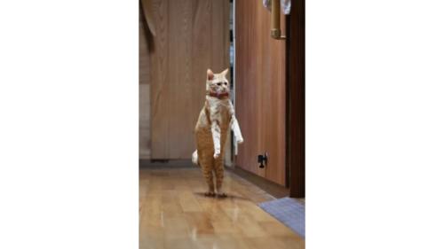 立っている猫