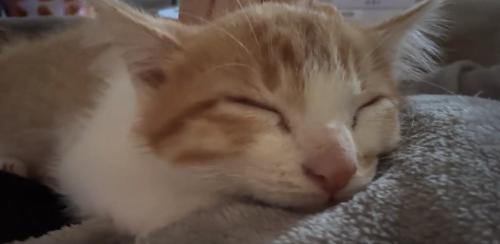 伏せをして目を瞑っている子猫の顔アップ