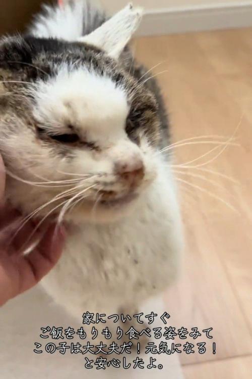 顔をなでられ目を細める猫