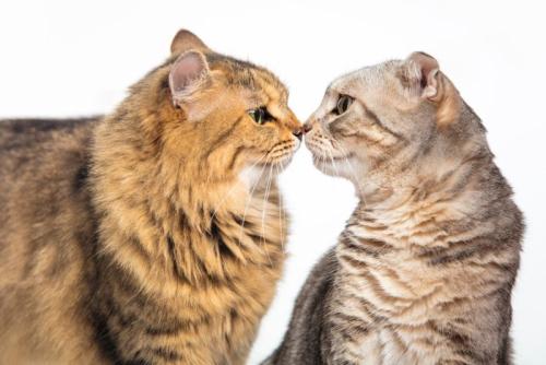 鼻をくっつける猫