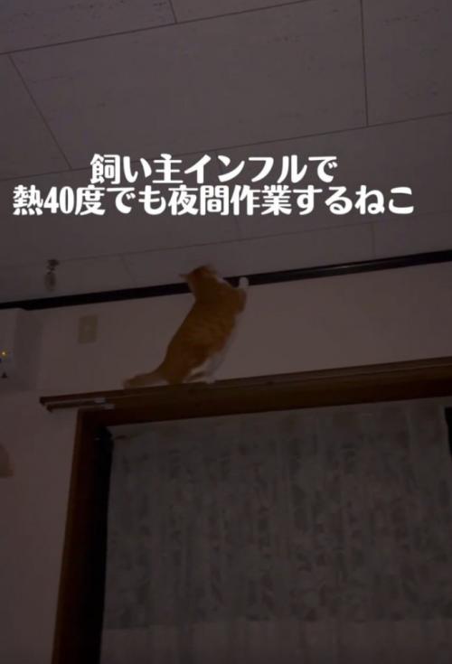 動き回る猫