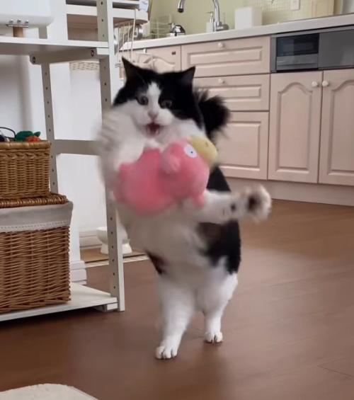 口から離れたぬいぐるみに前足を伸ばす猫