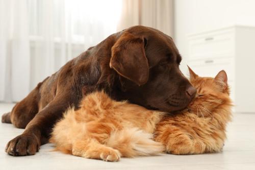 仲良く寄り添う犬と猫