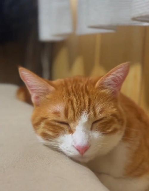 眠る猫