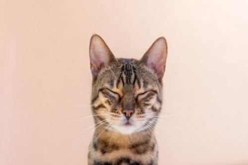 目を閉じる猫