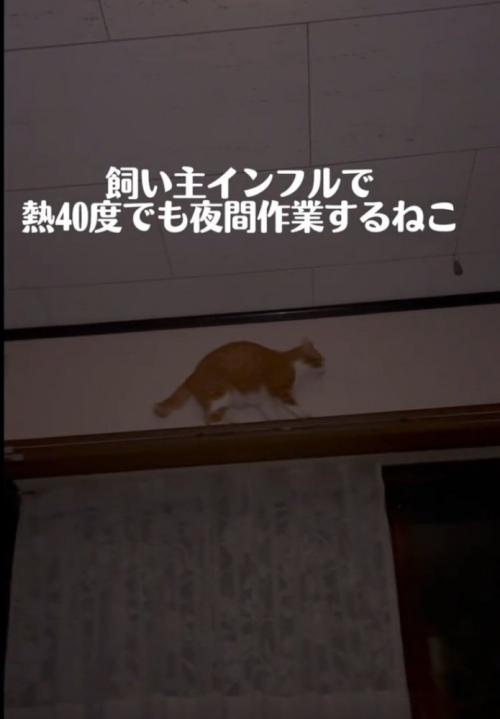カーテンレールを歩く猫