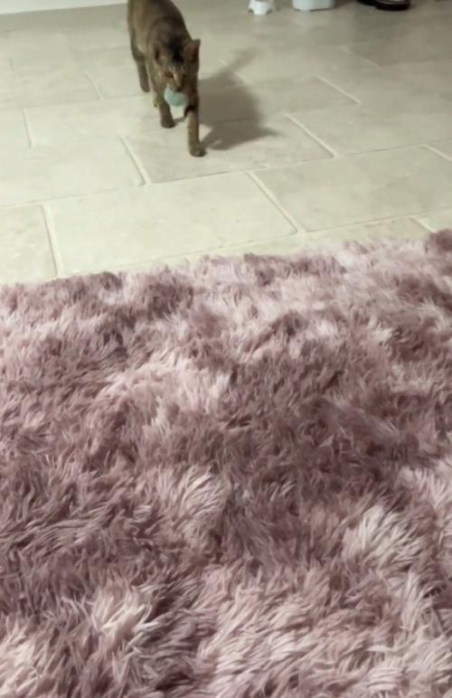 ボールをくわえて歩く猫