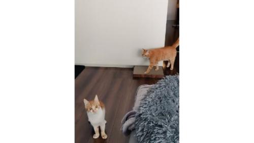 室内にいる猫たち