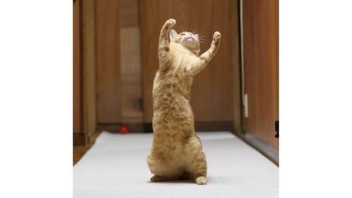 立っている猫