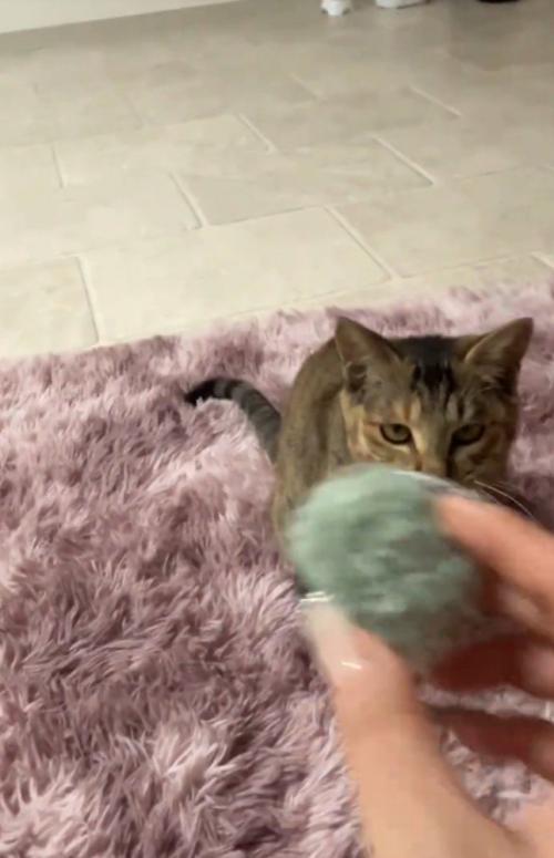 猫とボール