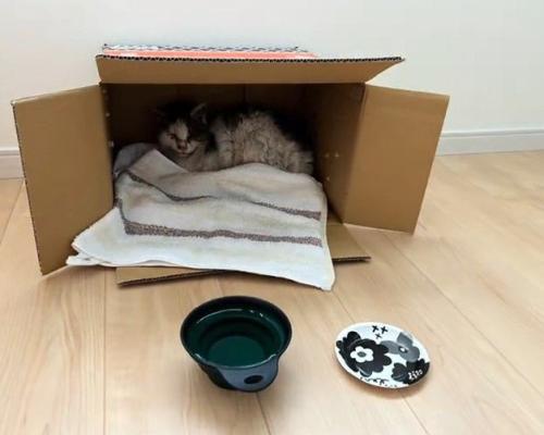箱の中にいる猫