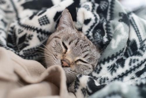 毛布の中で寝る猫