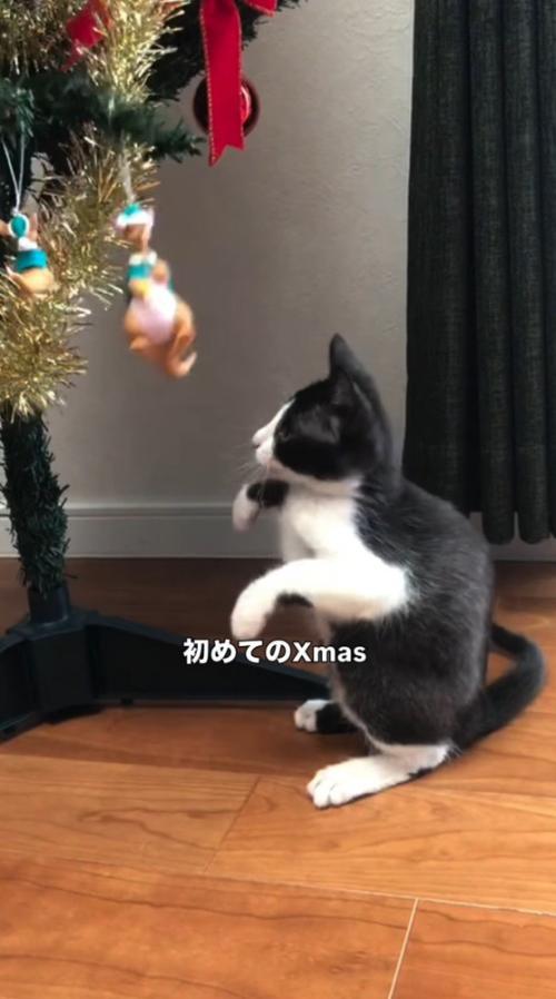 ツリーのオーナメントを見つめる子猫