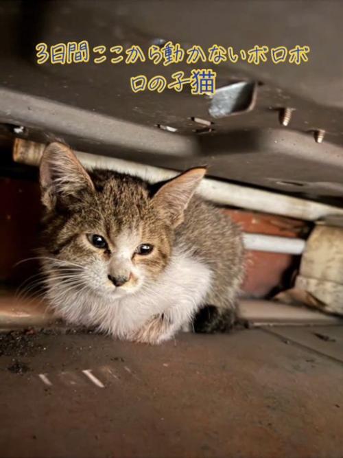 座る子猫