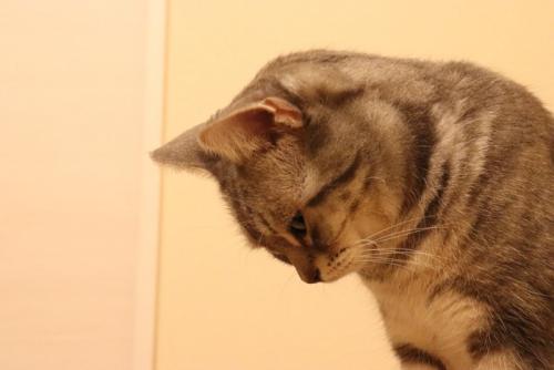 落ち込んでうなだれる猫