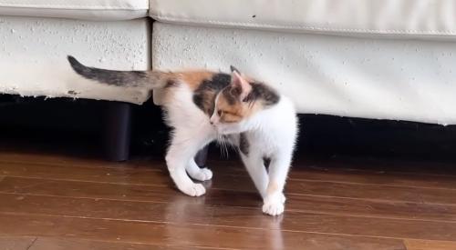 シッポを気にする