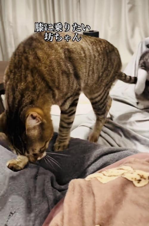 ママの膝の上に乗るキジトラ猫