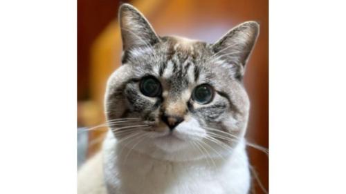 室内にいる猫