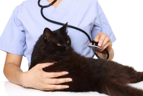 聴診器を当てられる黒猫