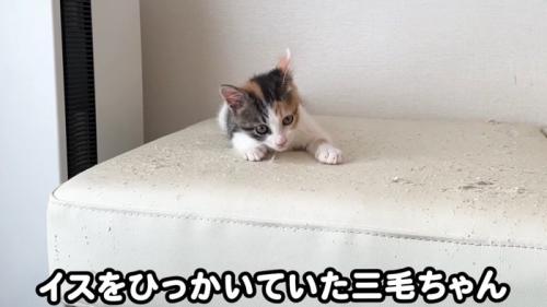 イスをひっかく三毛ちゃん