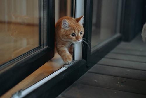 ドアから外に出ようとする猫