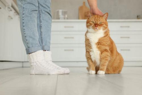 頭をなでられる猫