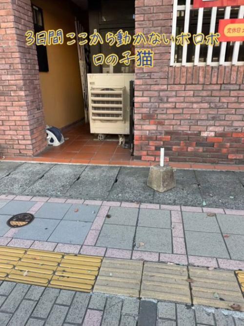 外にいる子猫